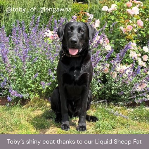 Liquid Sheep Fat 1L - Image 2