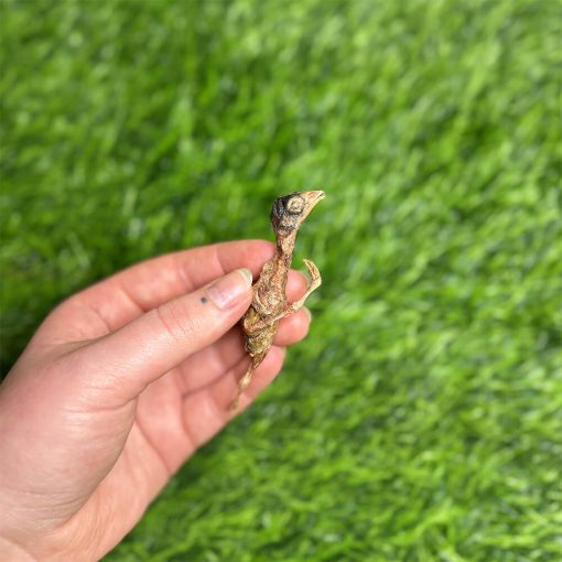 Freeze Dried Whole Quail 30g - Image 2