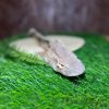 Jaws for Paws - Whole Dried Dogfish - Each - Image 2