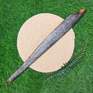 Salmon Skin with Meat (Fish) - Long (50-60cm)