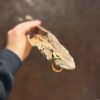 Jaws for Paws - Whole Dried Dogfish - Each - Image 4